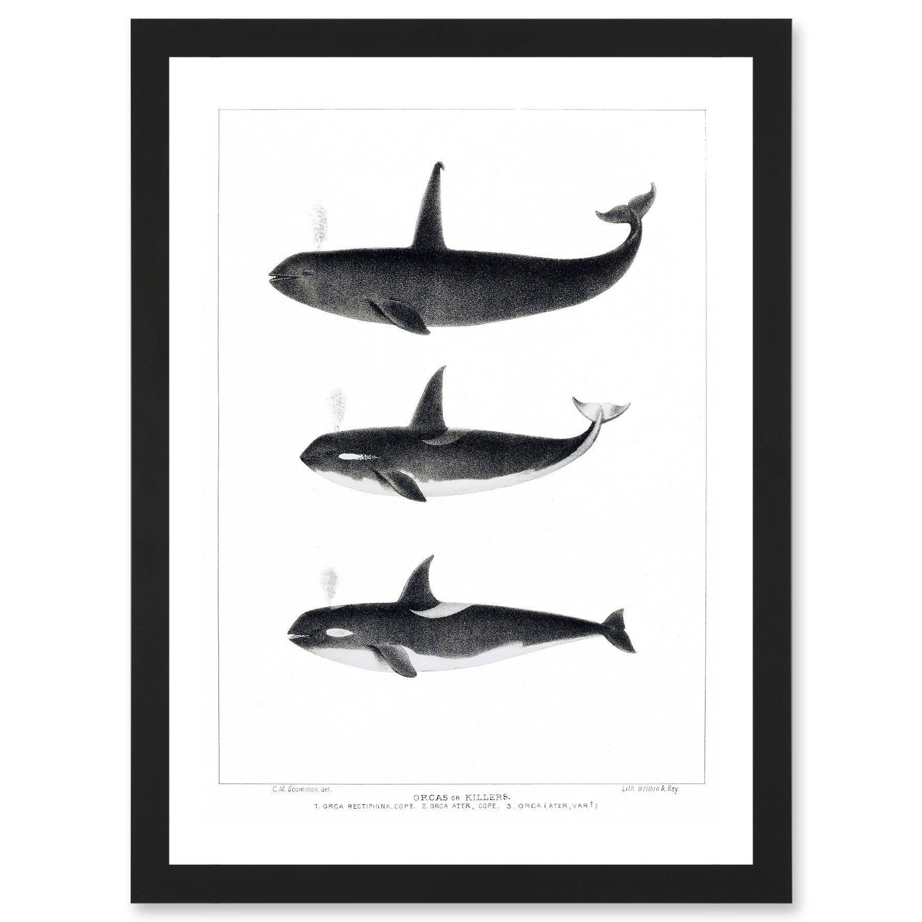 Robert Bateman Killer Whale Portrait