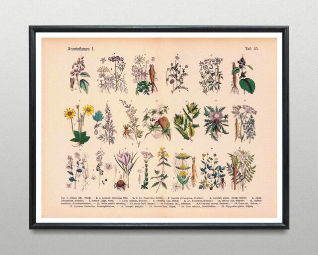 Vintage Print Medicinal Plants No.1 Poster Botanical Illustration Wall ...