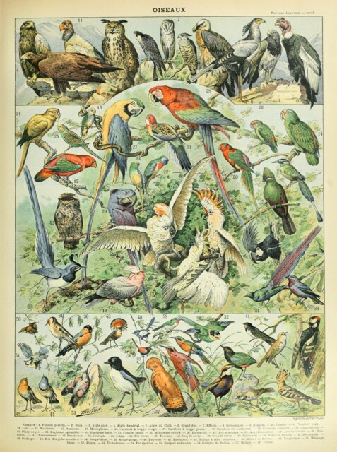 Image showcasing Oiseaux A By Adolphe Millot, Tropical Birds French Poster, Vintage ...
