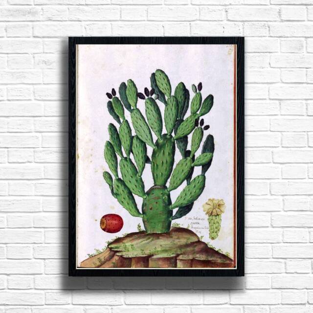 Vintage Prickly Pear Cactus Print Botanical Illustration Art by Etsy ...