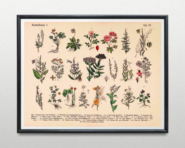 Vintage Print Medicinal Plants No.3 Poster Botanical Illustration Wall ...