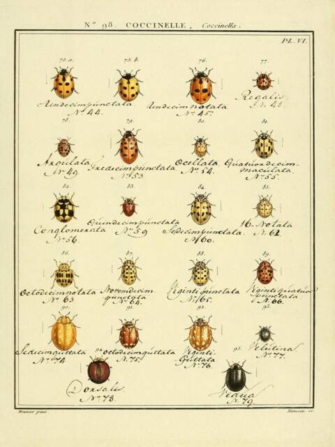 Beetles Vintage Print Poster Antique Illustration Natural History ...
