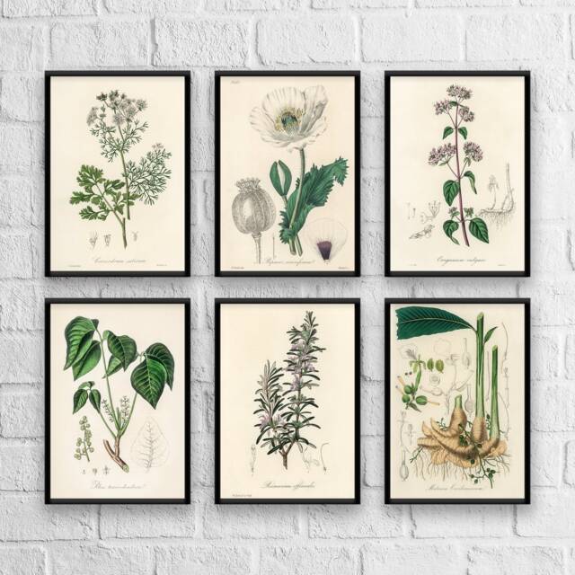kitchen wall decor art prints - botanical prints -... Antique Herb Botanical Print Set No. 3 Kitchen Wall Art by Etsy ...