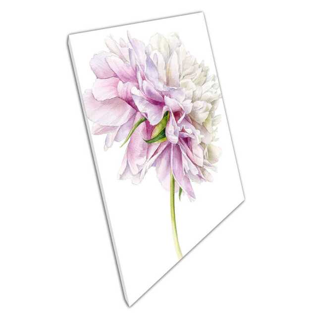 Peony Flower Watercolour Canvas Print Soft White Pink Botanical Art For ...
