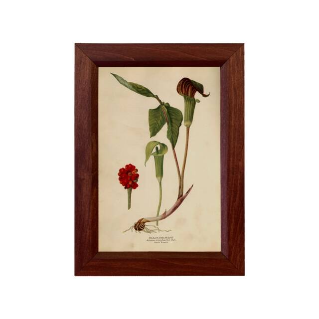 Jack in The Pulpit Vintage Color Illustration Reproduction Print ...