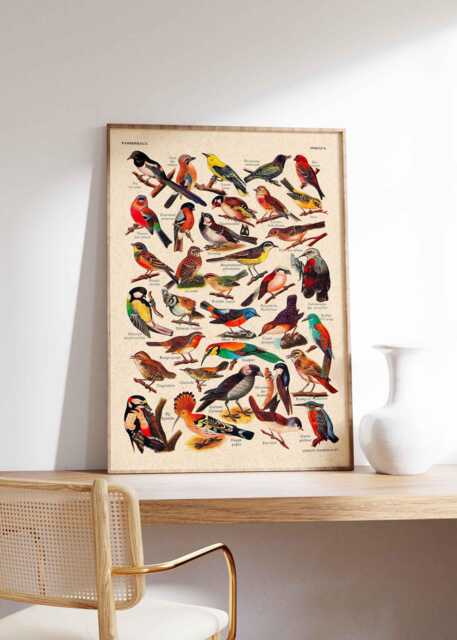 Birds Bird Poster Vintage Illustration Print Lexicon Different Species ...