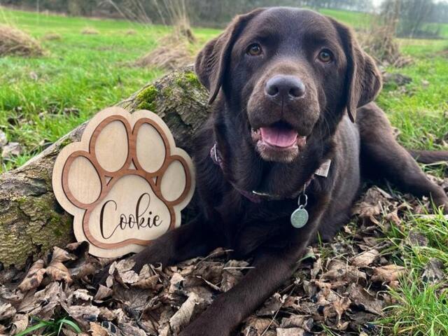 Personalised Paw Print Sign Laser Engraved Wood Pet Name Plaque by Etsy ... - Engraved Wood Pet Door Signs