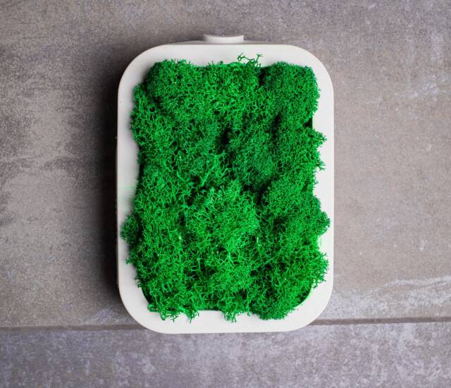Picture of Concrete Frame With Green Moss, Preserved Eco Wall Decor, Modern ...