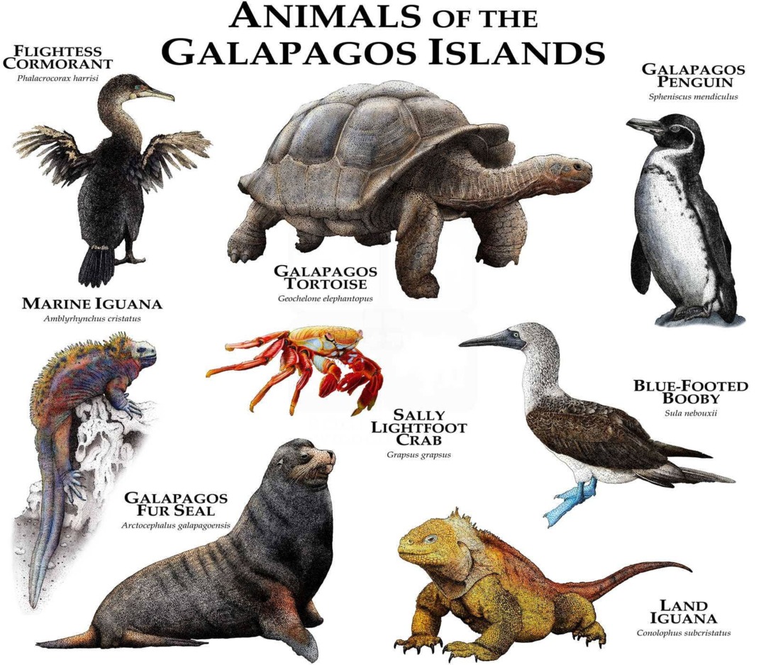 Animals Of The Galapagos Islands Poster Print - Signed By Artist