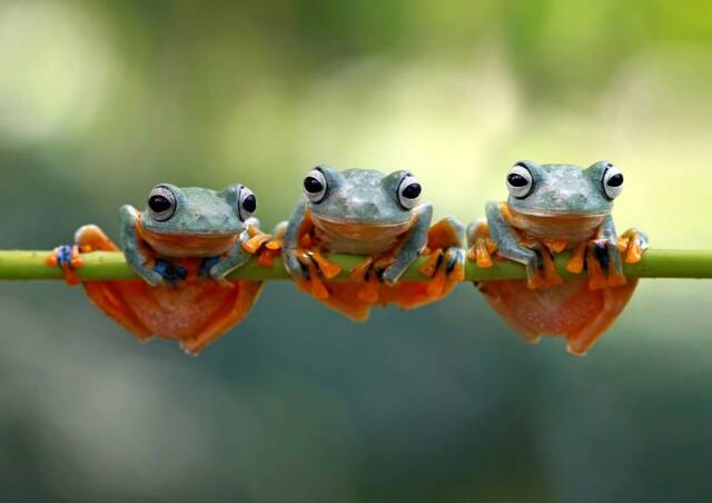 1 X Cute Tree Frogs Poster - Java Flying Frog Tropical Rainforest ...