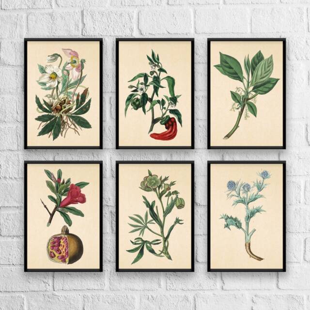 Antique Herb Print Set No. 7 Botanical Kitchen Art by Etsy | ufurnish.com