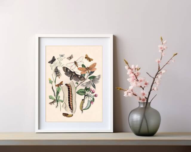 Vintage Butterfly Moth Botanical Art Print, Victorian Illustration by ...