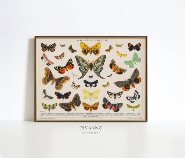 Antique Butterfly & Moth Print, Butterflies Wall Art, Classroom Decor ...