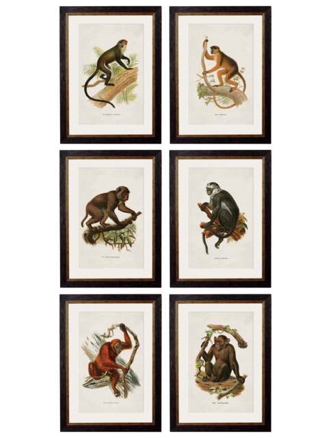 Primates Collection c.1910 Collection of Primates by Furniture Edit | uFurnish.com