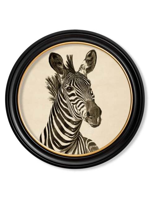 c1890 Zebra Illustrations in Round Frame - Dark - 96 x 96cm / Oxford ...