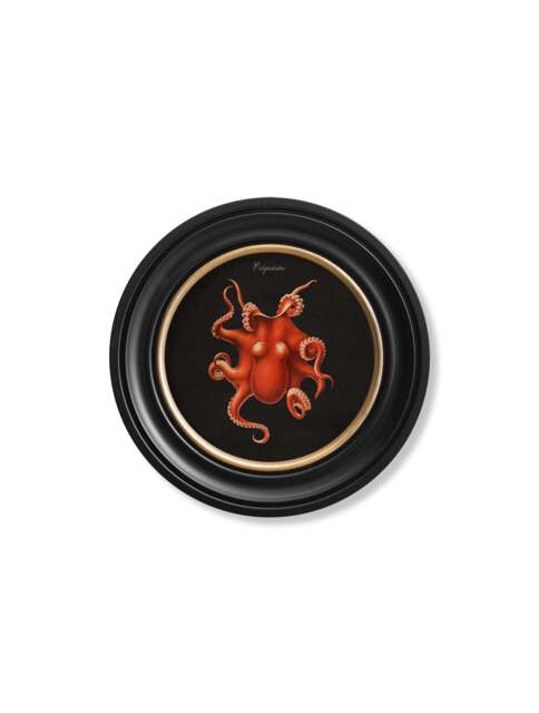 C.1876 Marine Animals in Round Frames - Black - 44 x 44cm / Oxford ...
