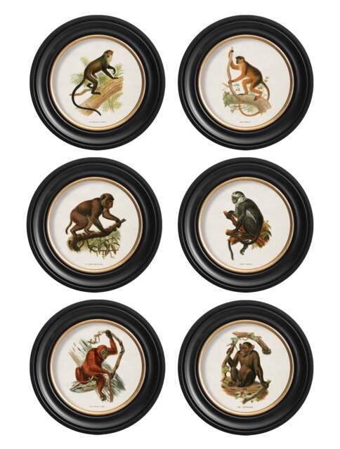Primates Collection c.1910 Collection of Primates in Round Frames by Furniture Edit ...