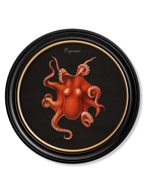 C.1876 Marine Animals in Round Frames - Black - 70 x 70cm / Oxford ...