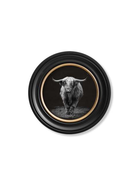 Wildlife Photography - Highland Cow - Round Frame - 44 x 44cm / Oxford Round by Furniture Edit ...