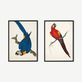 Natural History Museum Vintage Parrots Set of 2 Framed Prints, A2
