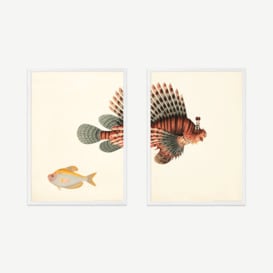 Natural History Museum Vintage Fish Set of 2 Framed Prints, A3