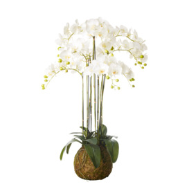 Faux Planted Phalaenopsis Orchid, Large - White