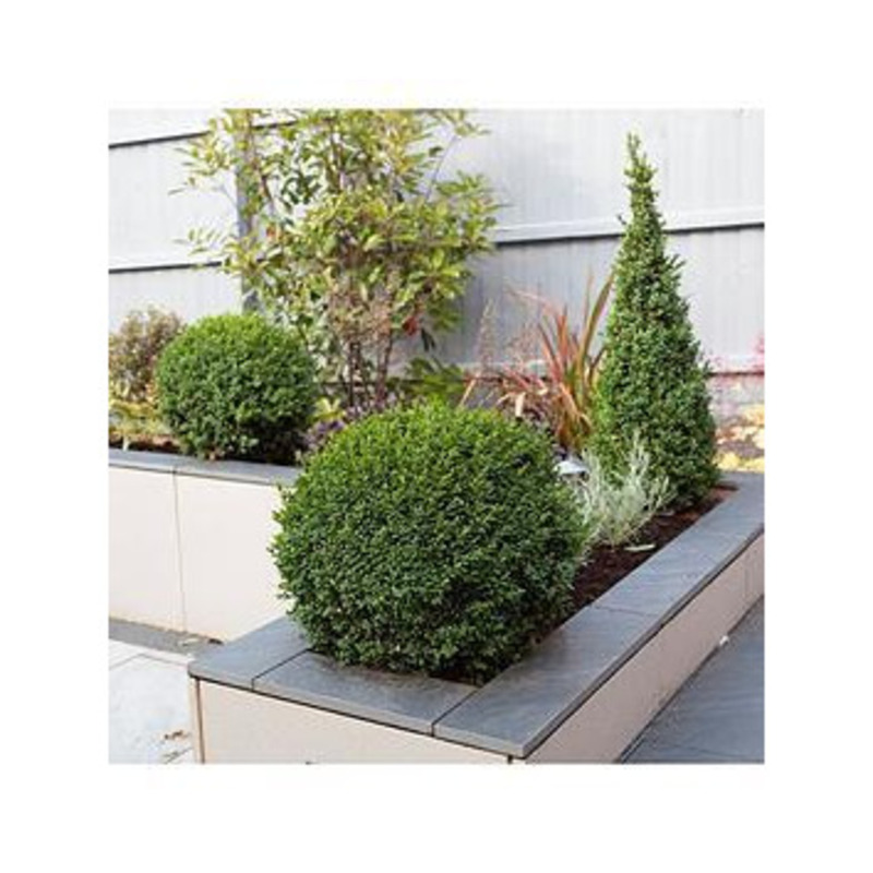 Buxus Ball 25 35Cm Diameter 5L Pot by Very