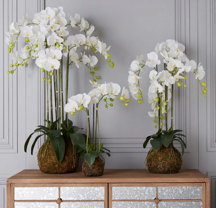 Faux planted Phalaenopsis Orchid, large - white by OKA