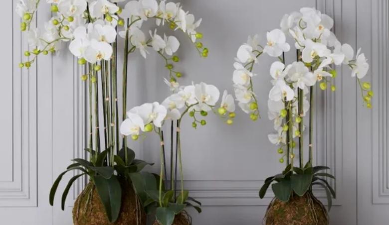 Faux Planted Phalaenopsis Orchid By OKA