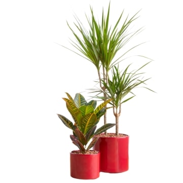 Representative image for Artificial Plants & Trees