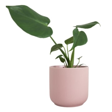 Representative image for Indoor Pots & Planters